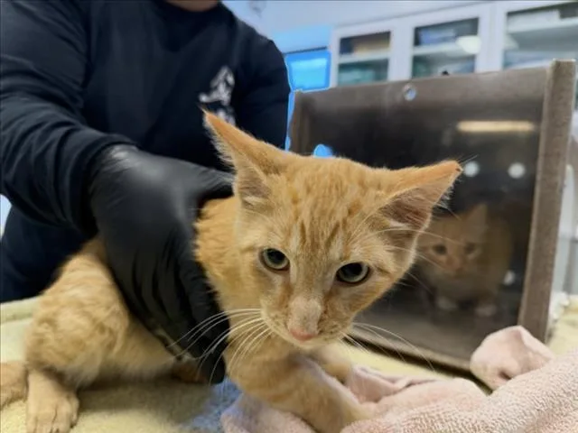A baby small-sized male Domestic Short Hair cat named Flash for adoption in Santa Fe, NM