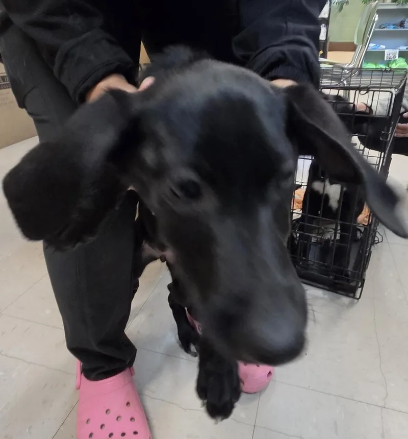 A baby medium-sized female German Shepherd Dog dog named Reba for adoption in Burnsville, NC