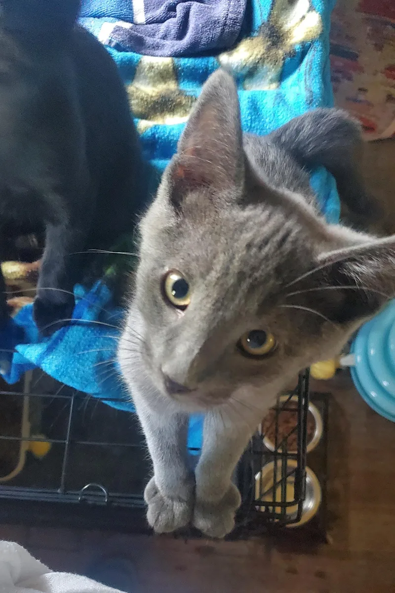 A baby medium-sized male Gray / Blue / Silver Domestic Short Hair cat named Guapo for adoption in Stockholm, WI
