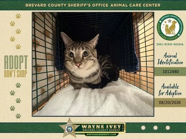 An adult small-sized male Domestic Short Hair cat named Carlos for adoption in Melbourne, FL