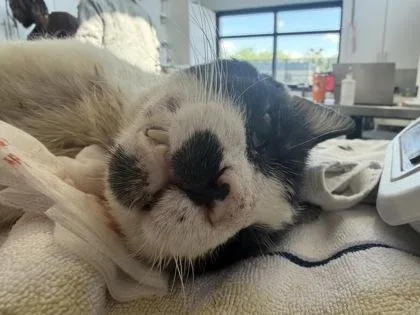 An adult large-sized male Domestic Short Hair cat named Larry for adoption in West Chester, PA