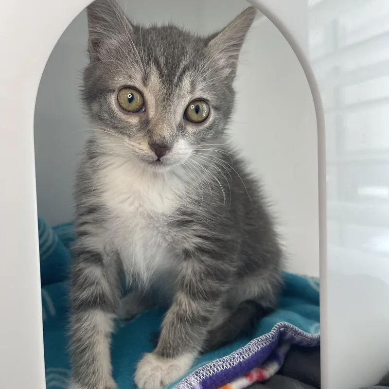 A baby small-sized female Domestic Short Hair cat named Wera for adoption in Los Angeles, CA