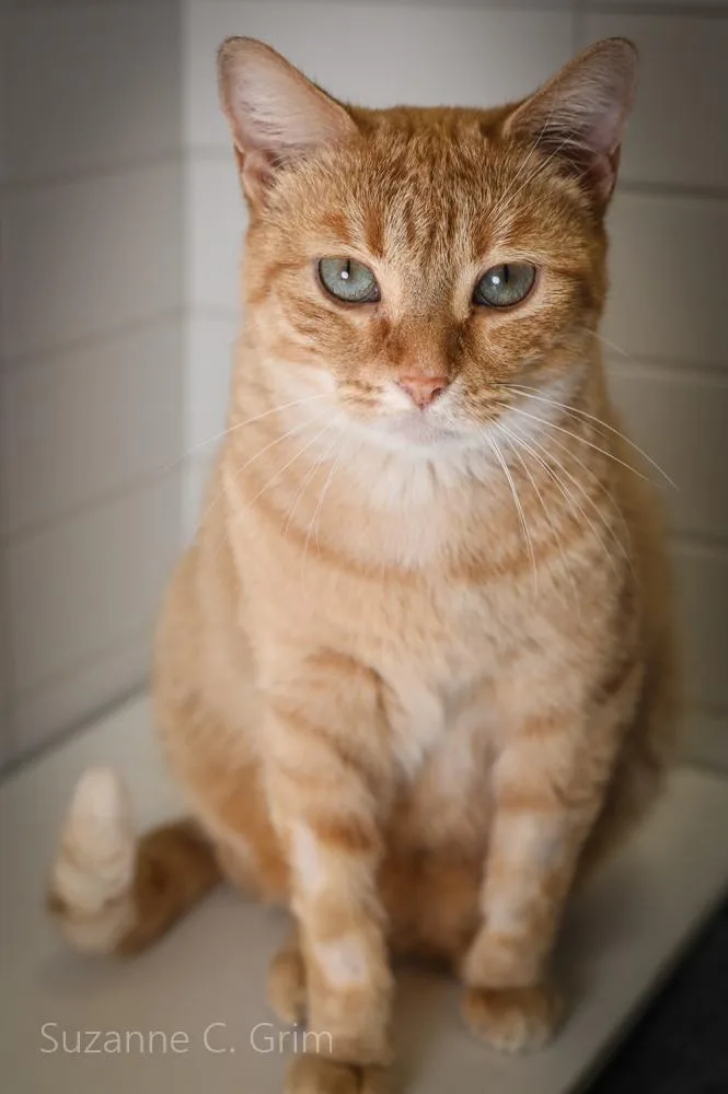A young medium-sized female Domestic Short Hair cat named Foxy for adoption in New Orleans, LA