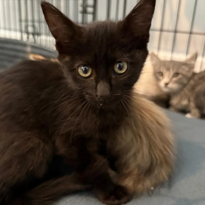 A baby small-sized male Black Domestic Short Hair cat named Coal Hoffman for adoption in Eagle Mountain, UT