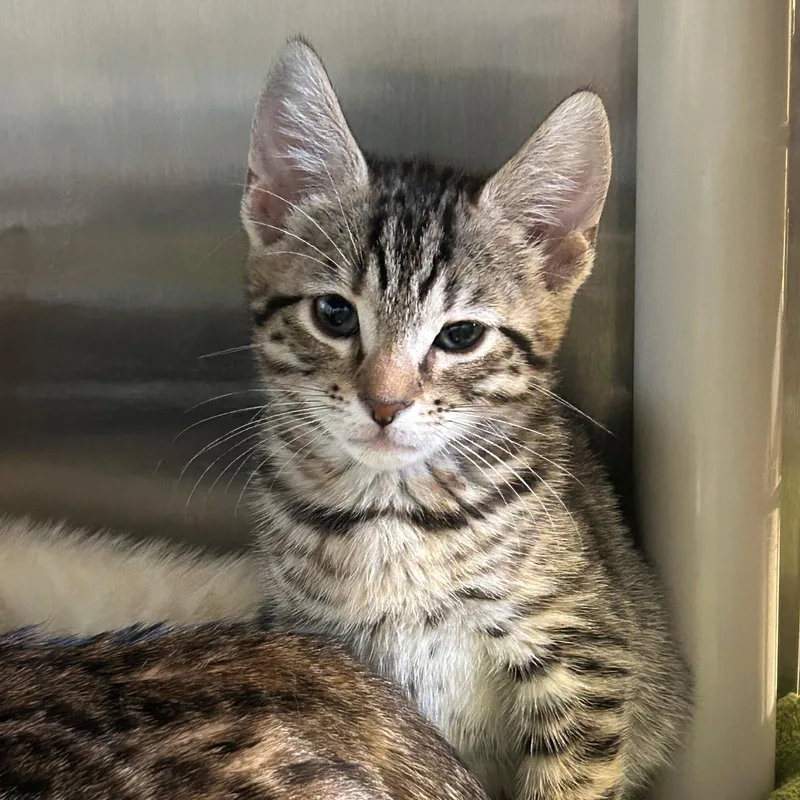 A baby small-sized female Brown / Chocolate Bengal cat named Blossom for adoption in Margate, FL
