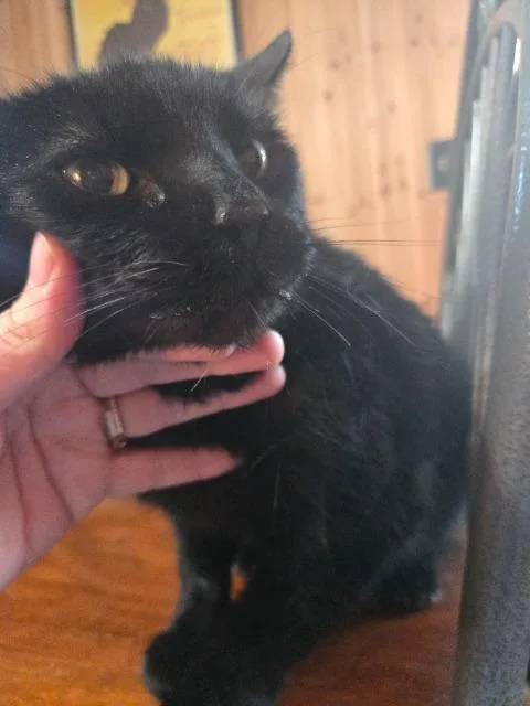 Chicago Party Aunt thumbnail 2