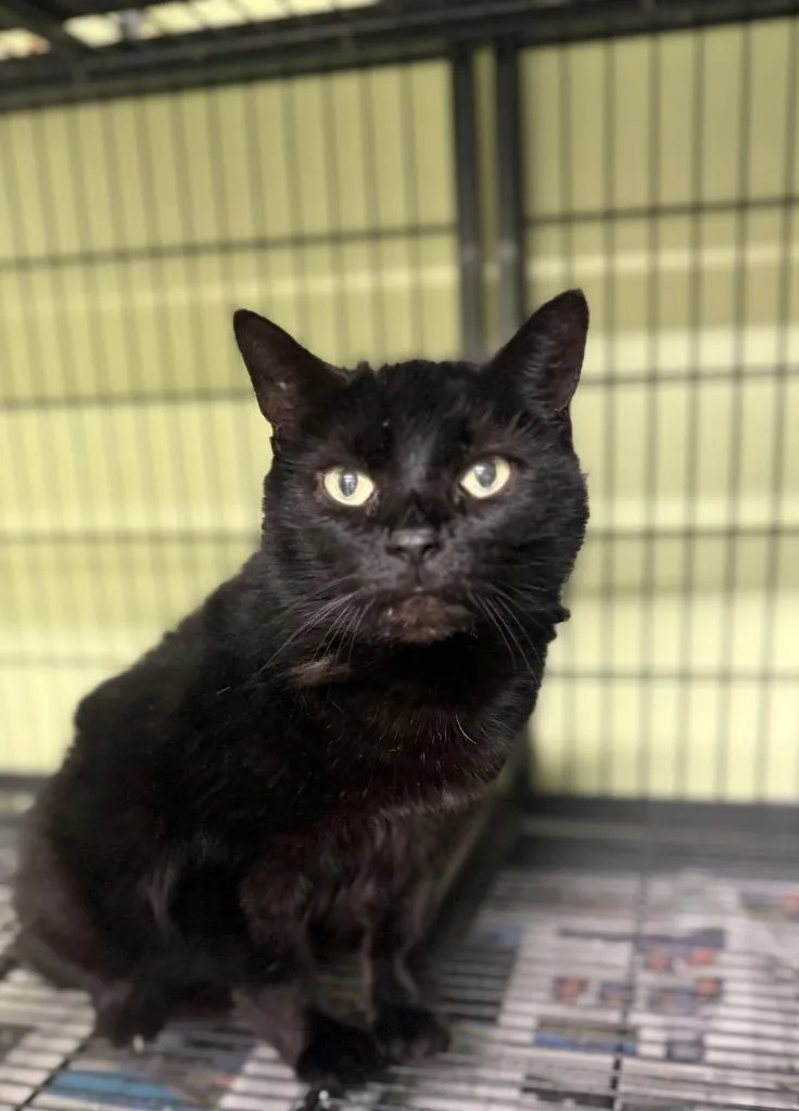 Chicago Party Aunt thumbnail 3