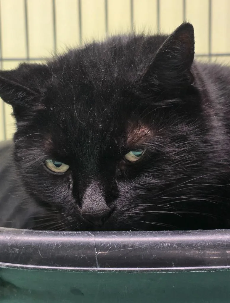 Chicago Party Aunt thumbnail 4