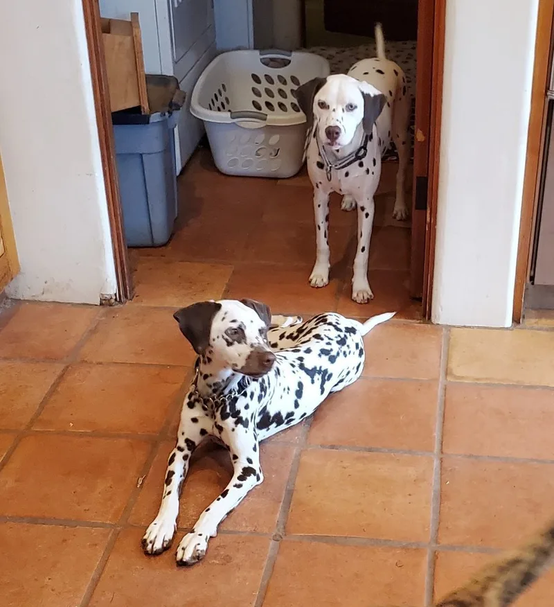 Paige And Pixie thumbnail 2