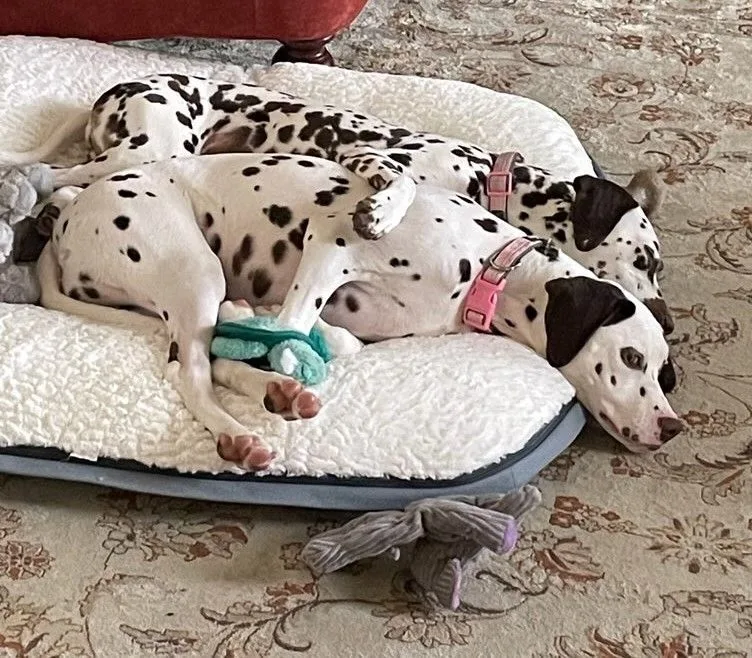 Paige And Pixie thumbnail 3