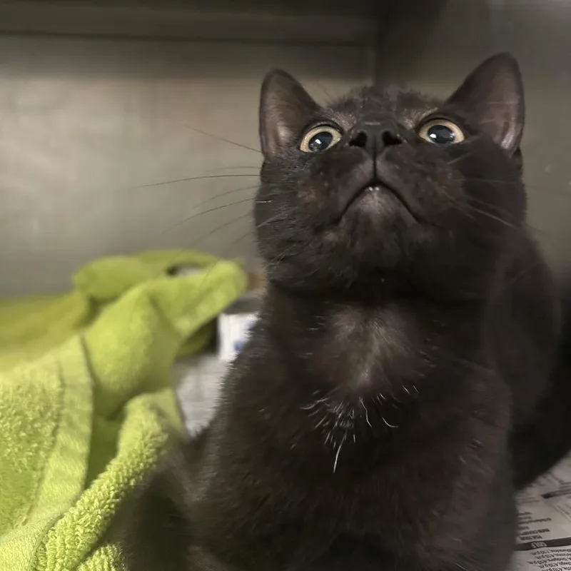 A baby small-sized male Domestic Short Hair cat named Mr. Roboto for adoption in Charleston, WV