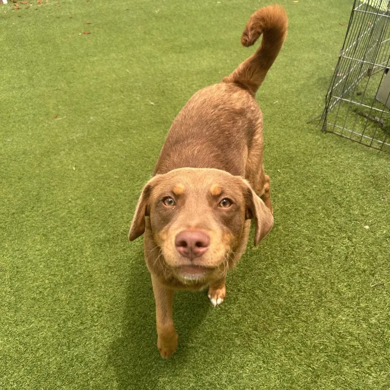 A young medium-sized male Apricot / Beige Mixed Breed dog named Zane for adoption in LOXAHATCHEE, FL