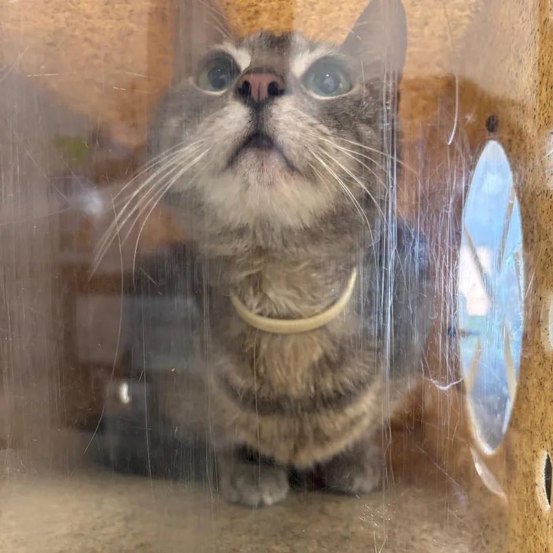 An adult large-sized male Brown / Chocolate Domestic Short Hair cat named Kung Pao Chicken for adoption in Philadelphia, PA