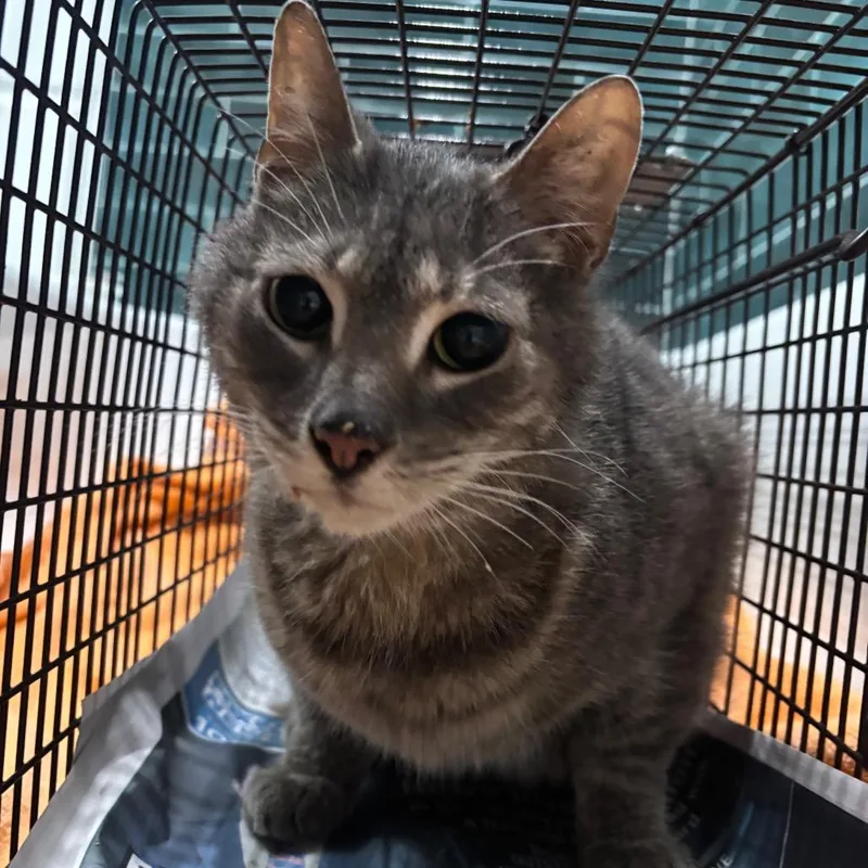 Kung Pao Chicken thumbnail 2