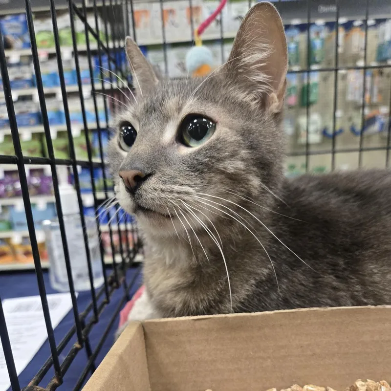 Kung Pao Chicken thumbnail 3