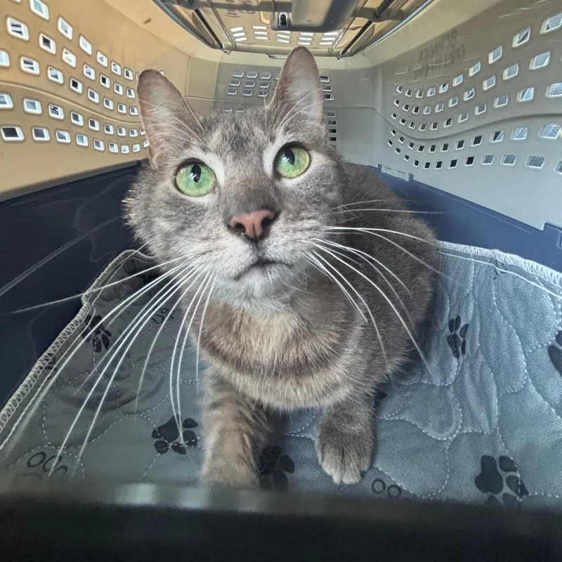 Kung Pao Chicken thumbnail 4