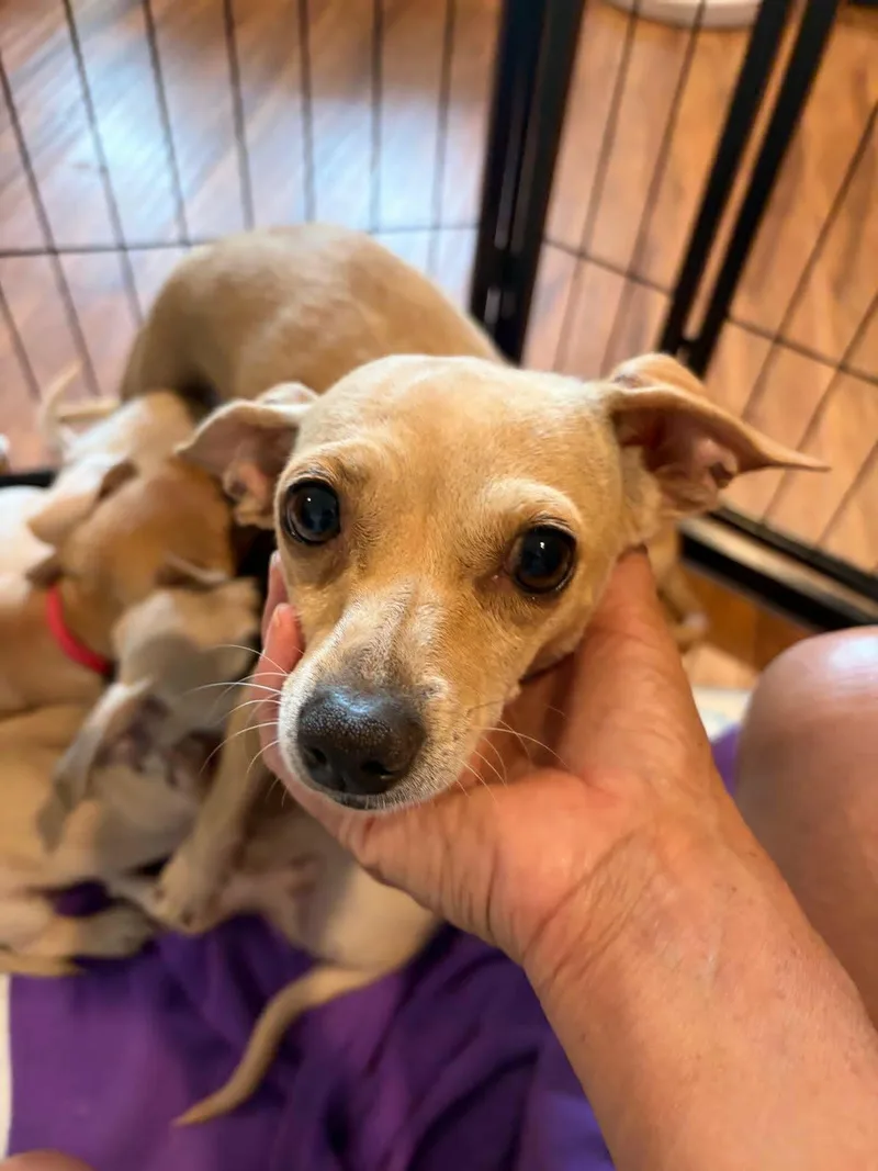 An adult small-sized female Golden Chihuahua dog named Cupcake for adoption in Poway, CA
