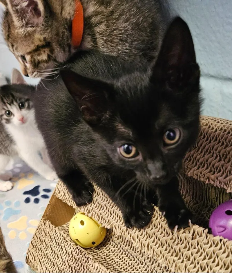 A baby small-sized male Domestic Short Hair cat named Onyx for adoption in Sherwood, AR