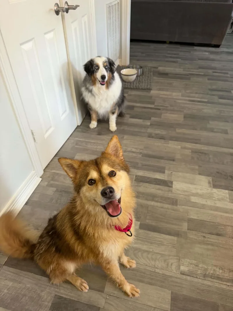 An adult medium-sized female Shiba Inu dog named Glitter for adoption in Houston, TX
