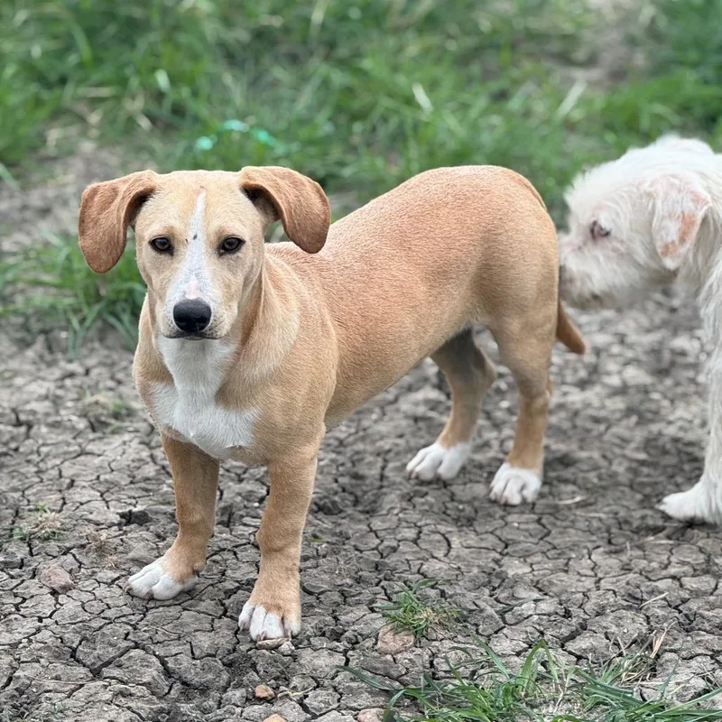A young small-sized male Yellow / Tan / Blond / Fawn Dachshund dog named Slinky for adoption in San Antonio, TX