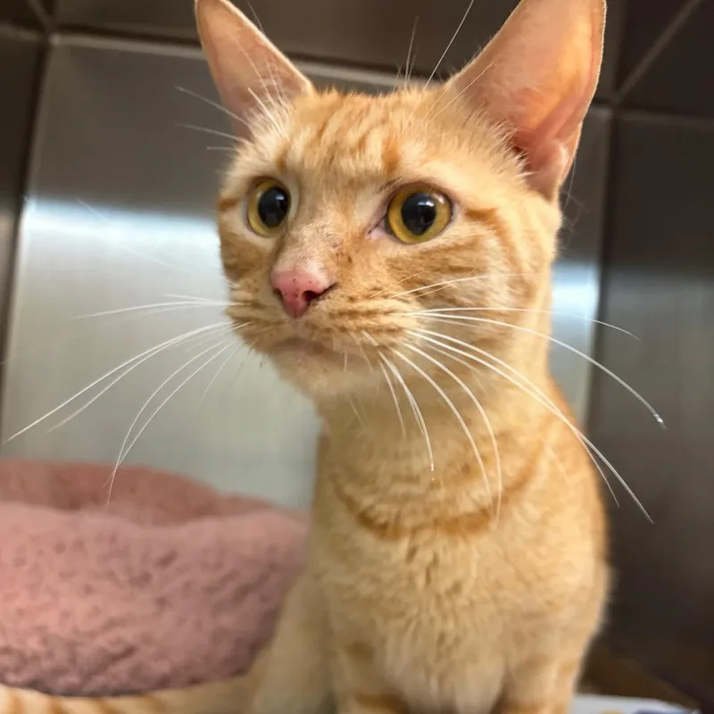 An adult medium-sized male Orange / Red Domestic Short Hair cat named Milo for adoption in Newark, NJ
