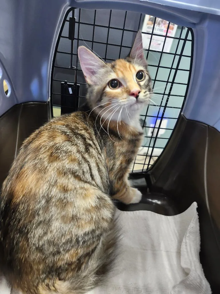 A baby medium-sized female Domestic Short Hair cat named Morgana for adoption in Peoria, AZ