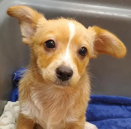A young small-sized female Mixed Breed dog named Fizzwobble for adoption in Kansas City, MO