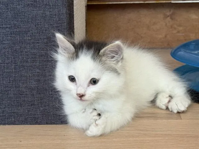 A baby small-sized female Domestic Long Hair cat named Miss Noris for adoption in Colorado Springs, CO