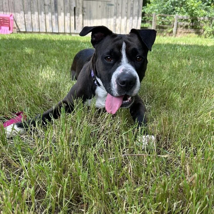 An adult medium-sized female Black Mixed Breed dog named Mia for adoption in Mebane, NC