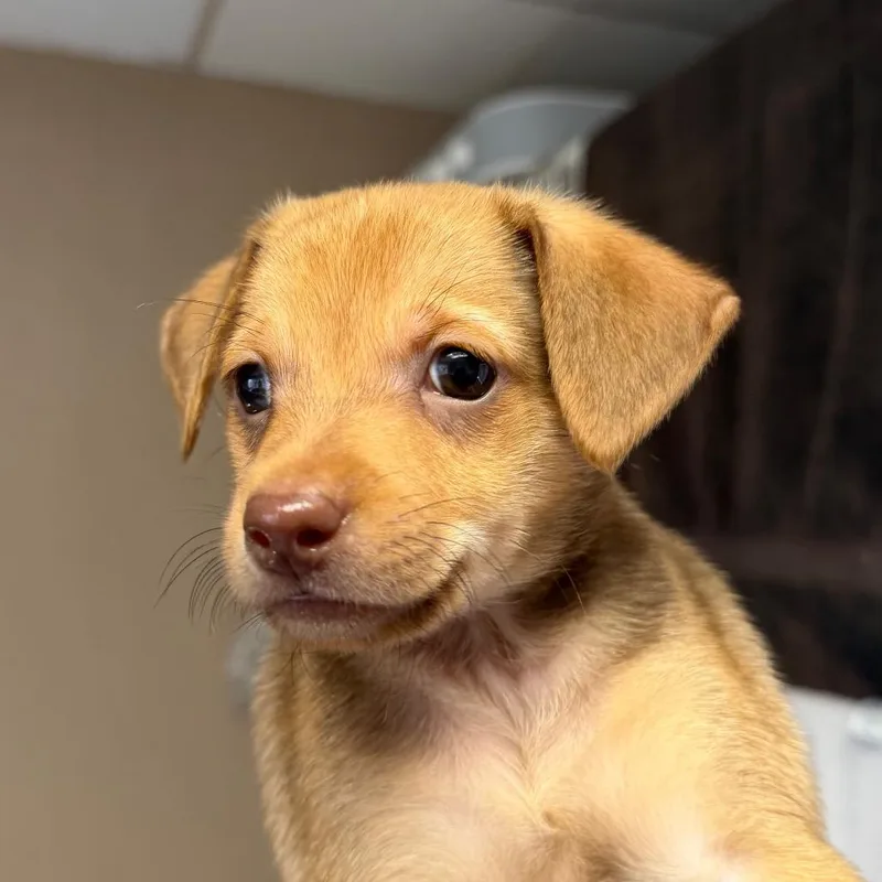 A baby small-sized female Chihuahua dog named Brioche for adoption in San Pablo, CA