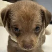 Brioche thumbnail 3