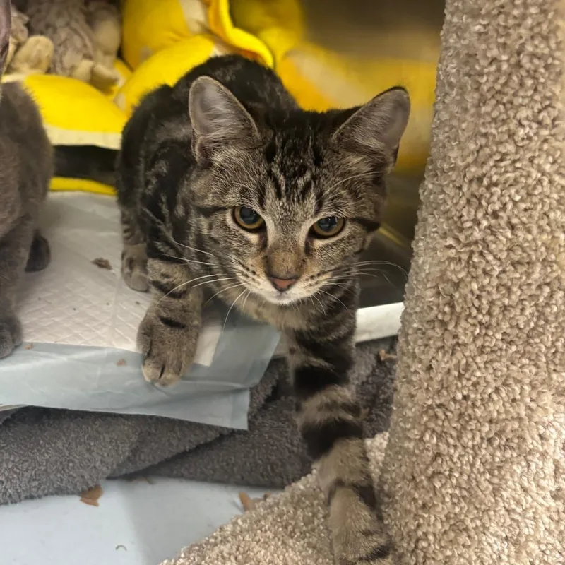 A baby small-sized male Brown / Chocolate Domestic Short Hair cat named Buzz for adoption in Springtown, TX
