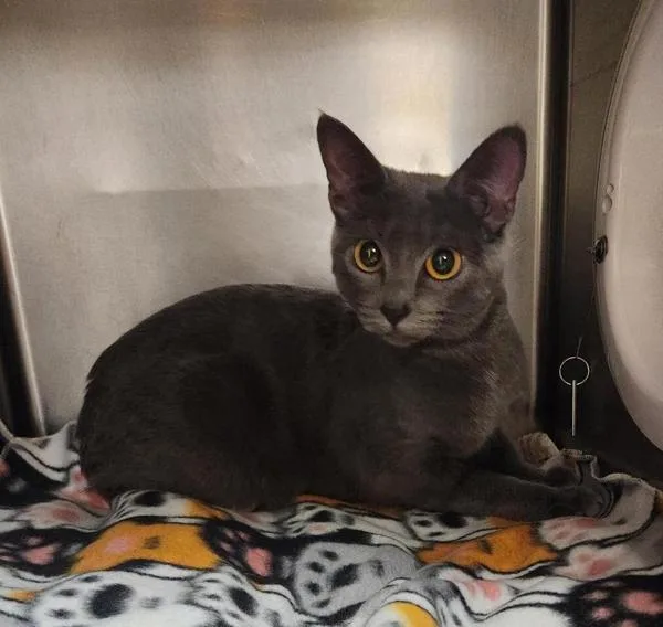 A young small-sized female Domestic Short Hair cat named Wren for adoption in Great Falls, MT