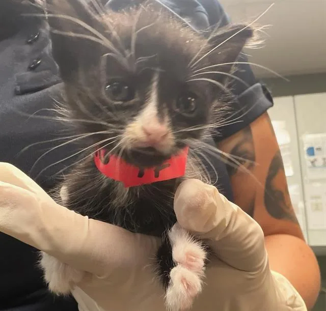 A baby small-sized female Domestic Short Hair cat named Pinto for adoption in Jacksonville, FL