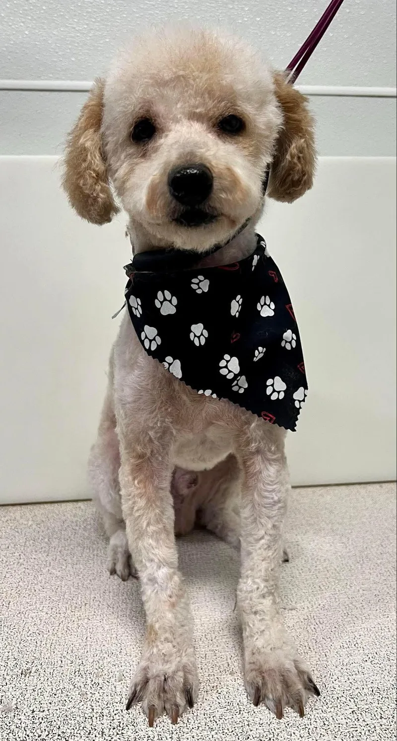 An adult small-sized male Poodle dog named Willie for adoption in Brandon, SD