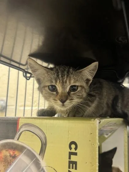 A baby small-sized female Domestic Short Hair cat named Bonejangles for adoption in Vero Beach, FL