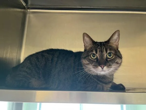 An adult medium-sized female Domestic Medium Hair cat named Rain for adoption in Stratham, NH