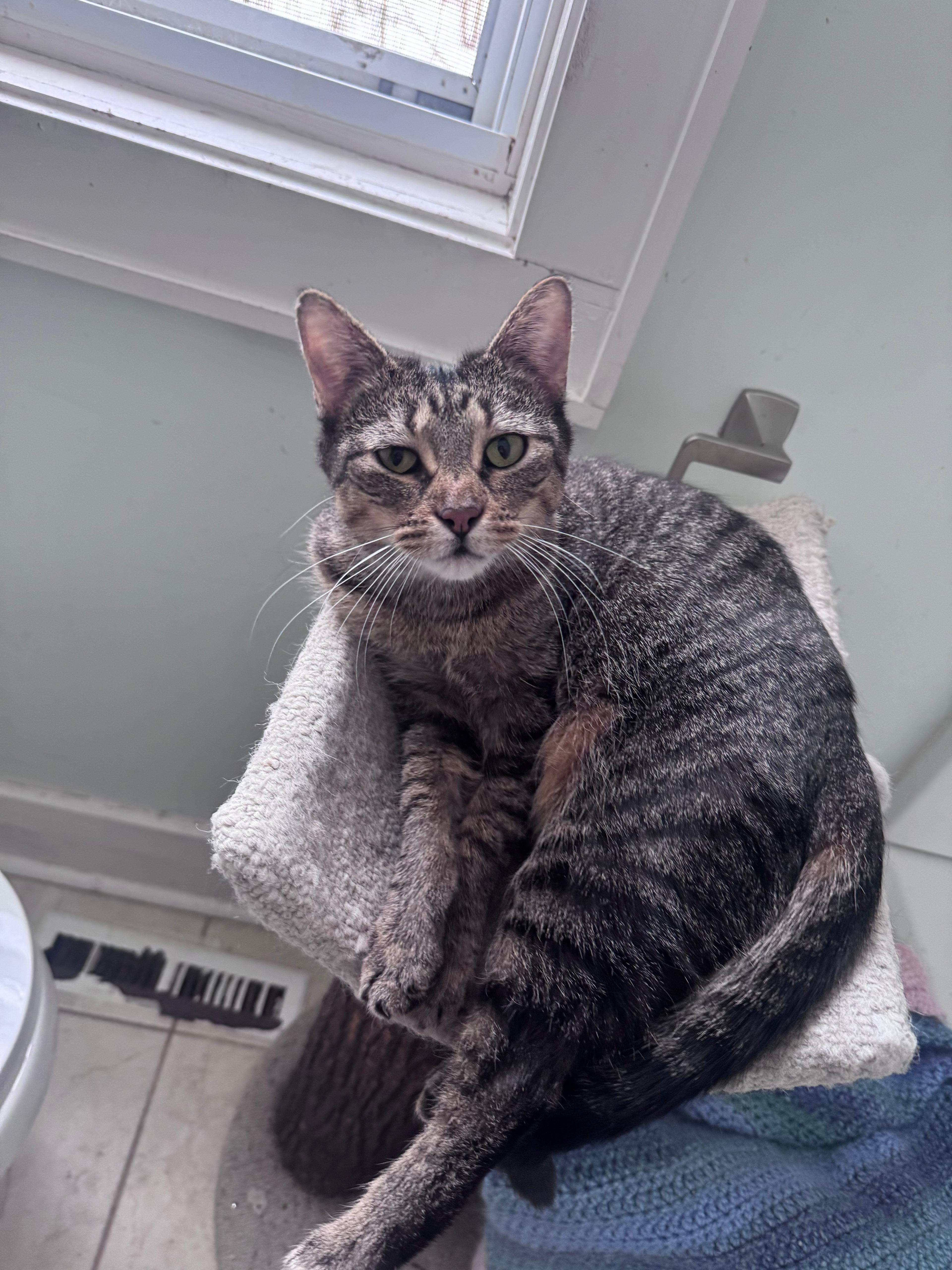 An adult medium-sized female Tabby (Brown / Chocolate) Domestic Short Hair cat named Anya for adoption in Oak Forest, IL