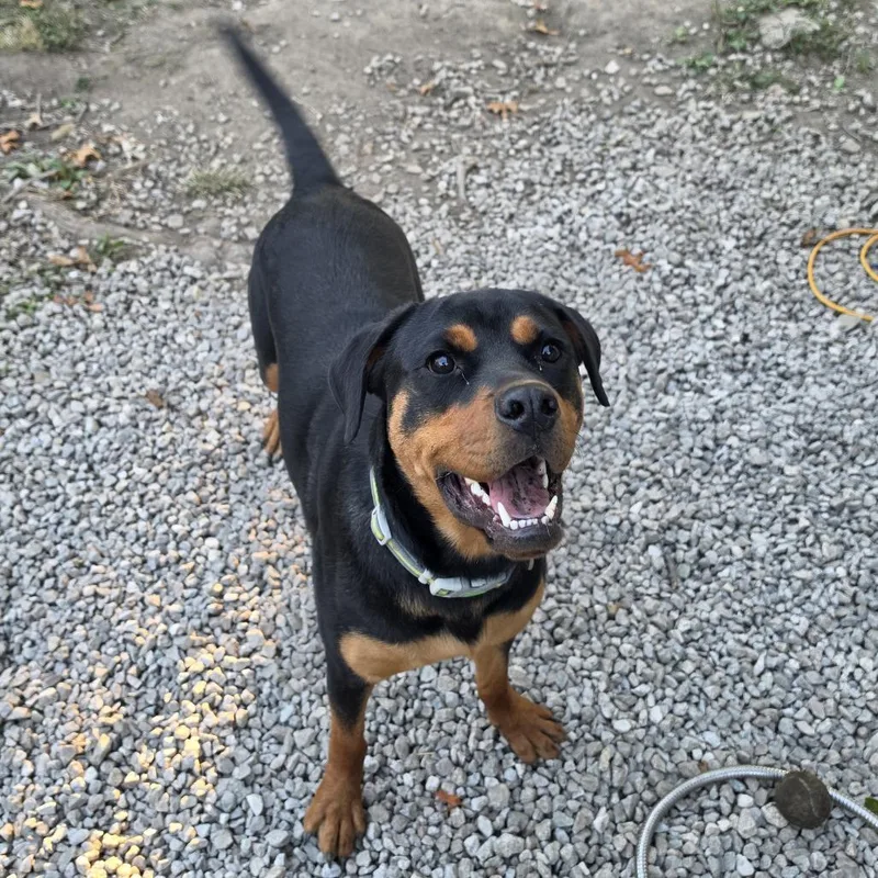 An adult large-sized male Black Mixed Breed dog named Apollo for adoption in Mentor, OH