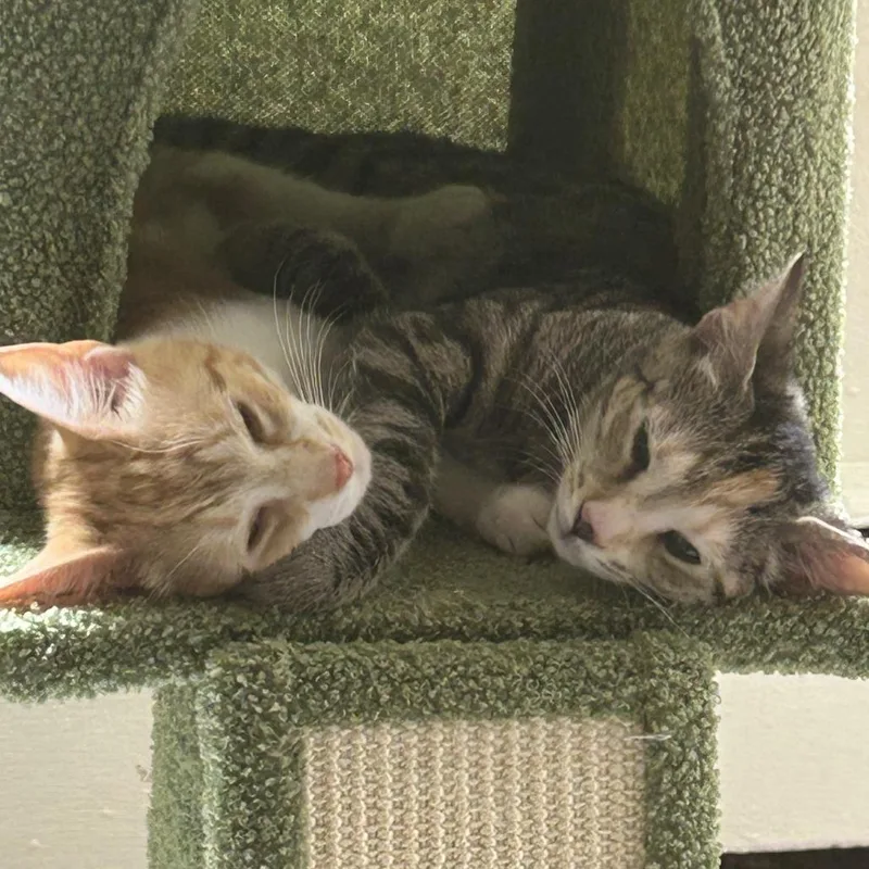 A baby medium-sized female Domestic Short Hair cat named Lila for adoption in Medina, OH