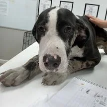 A young medium-sized male Black Retriever dog named Chase for adoption in Starkville, MS