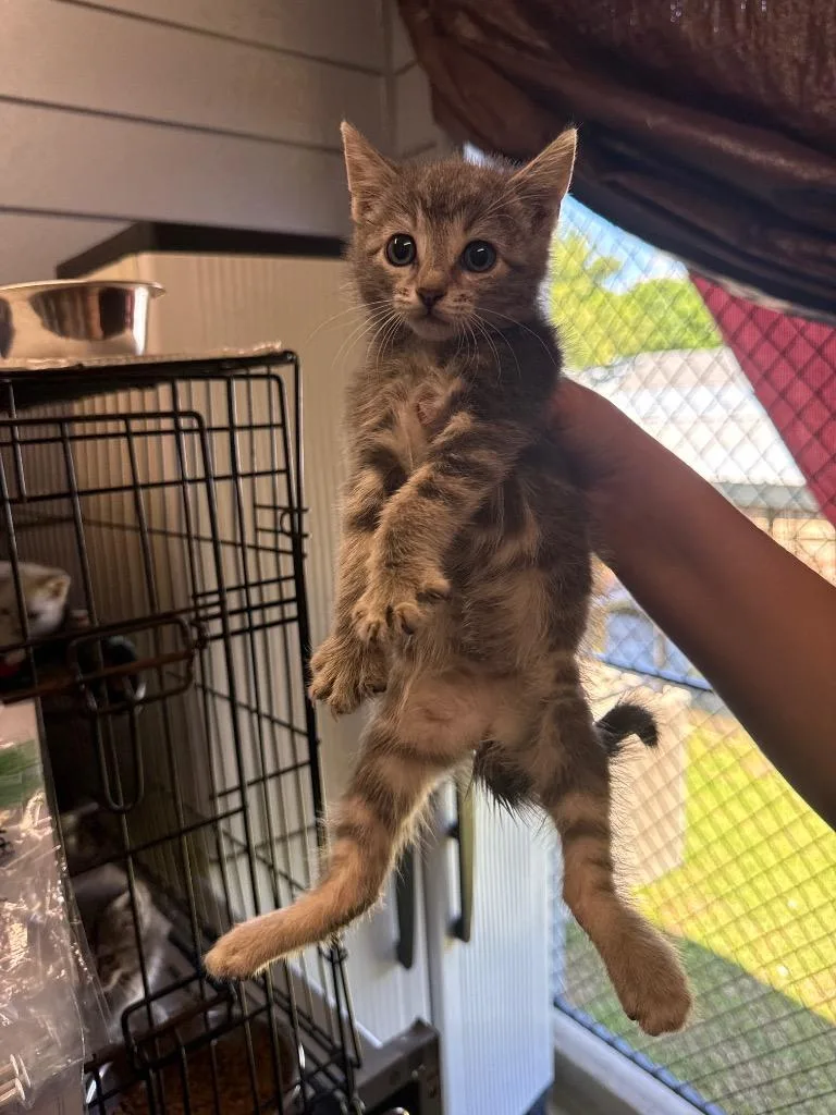 A baby medium-sized female Domestic Medium Hair cat named Rose for adoption in Denham Springs, LA