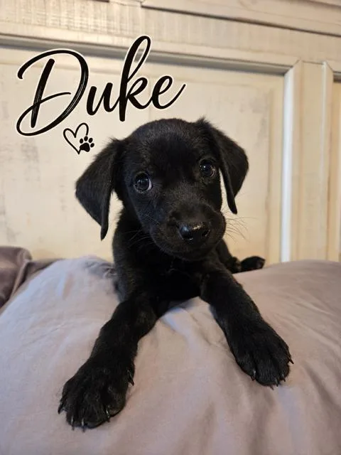 A young medium-sized male Flat-Coated Retriever dog named The Duke for adoption in Midway, UT