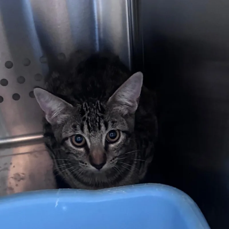 A baby small-sized male Domestic Short Hair cat named Caramel Corn Crunch for adoption in Norman, OK