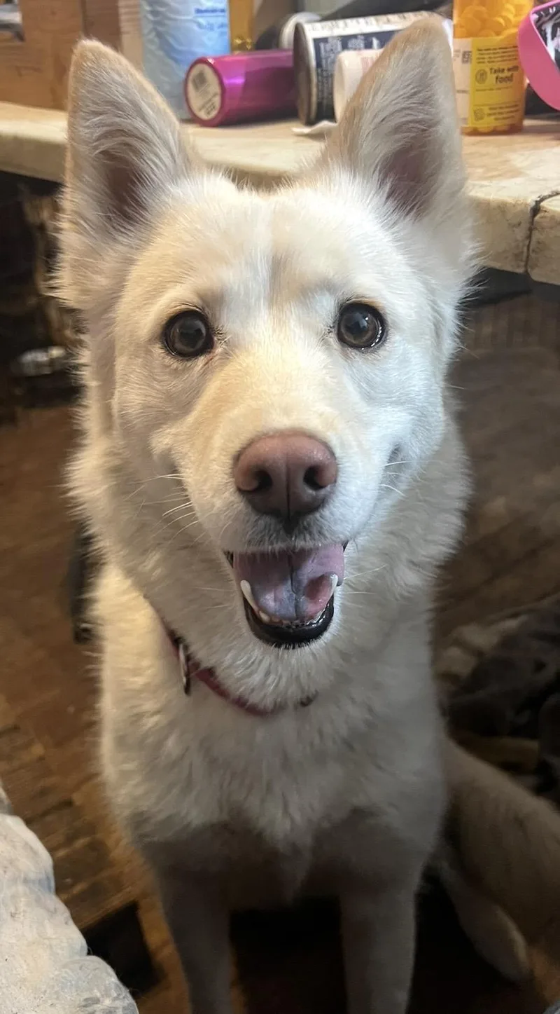 An adult medium-sized female Apricot / Beige Husky dog named Gilda for adoption in Detroit, MI
