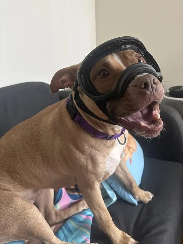 An adult medium-sized female Mixed Breed dog named Lemon Poppyseed for adoption in New York, NY