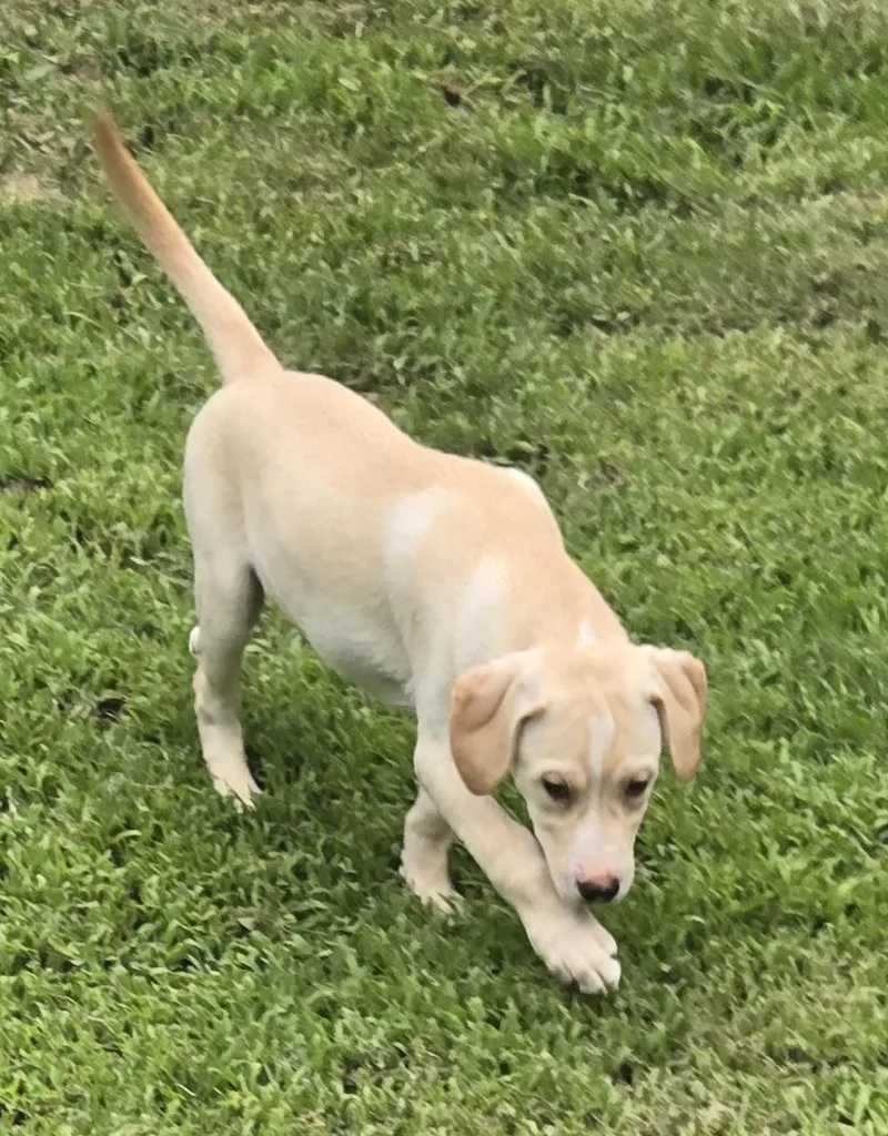 A baby medium-sized male Yellow / Tan / Blond / Fawn Labrador Retriever dog named Rexy for adoption in Medfield, MA
