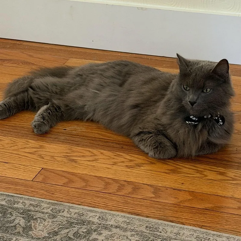 An adult medium-sized male Gray / Blue / Silver Domestic Long Hair cat named Buddy for adoption in Salem, OH