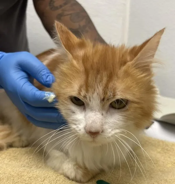A young medium-sized male Domestic Short Hair cat named Zara Bonded W for adoption in Silverdale, WA