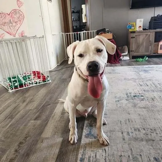 A young medium-sized male Mixed Breed dog named Julian Fox for adoption in Milton, DE